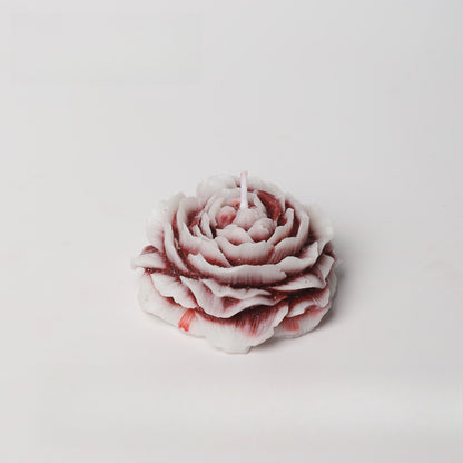 Rosa bicolor 42 °